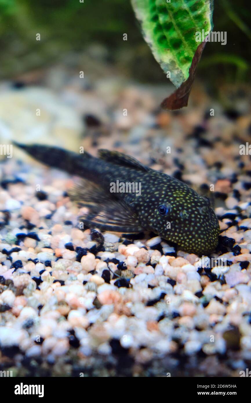 Catfish lying at the bottom of the aquarium of small stones, close-up Stock Photo