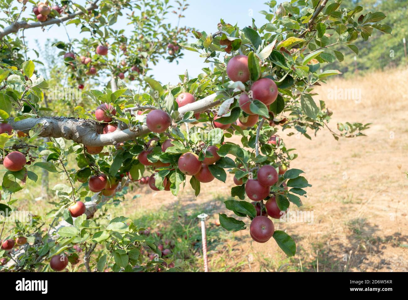 Orchard and apple trees are visible at Denver Dan's Apple Farm, an