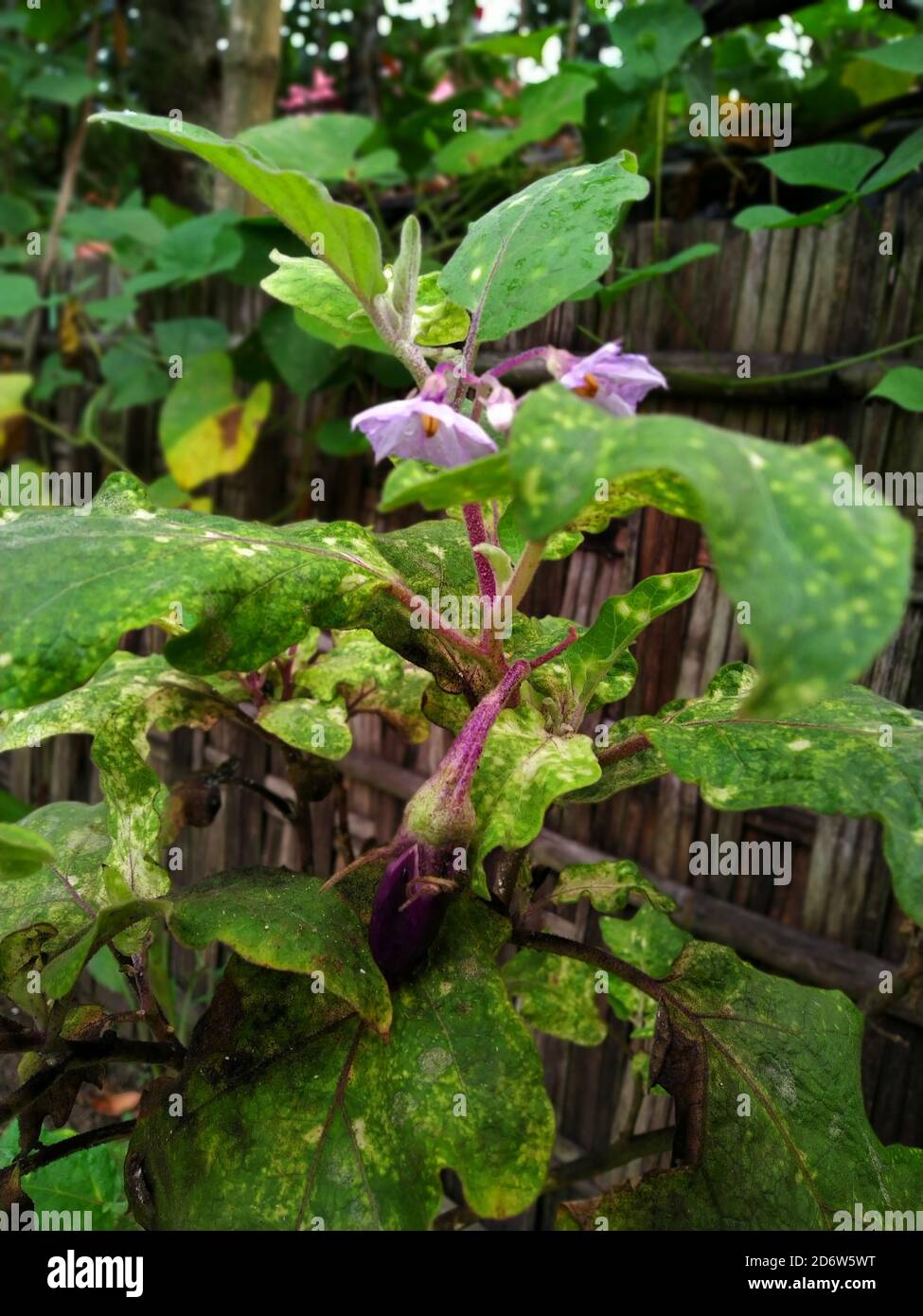 Infected brinjal plant. Plant is also known as eggplant. Stock Photo