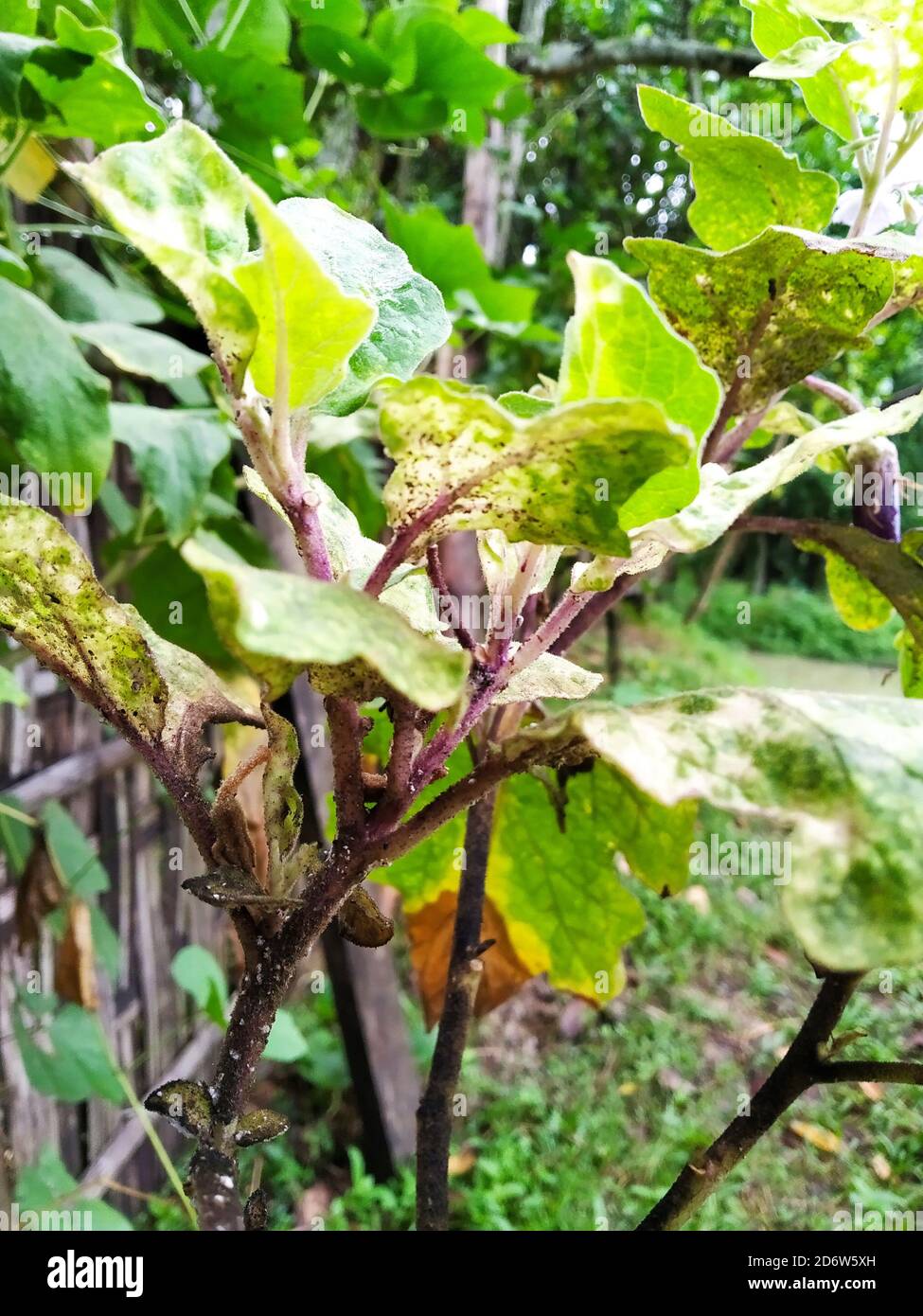 Aphids insects effected brinjal plant. Plant is also known as eggplant