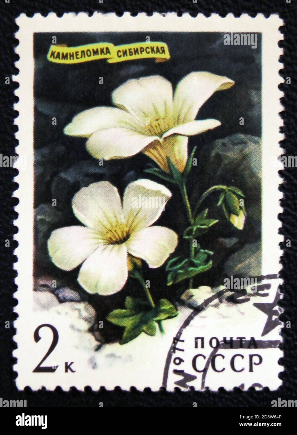 MOSCOW, RUSSIA - JANUARY 7, 2017: a stamp printed in USSR shows Sibirian flower Saxifraga Sibirica, series, circa 1977 Stock Photo