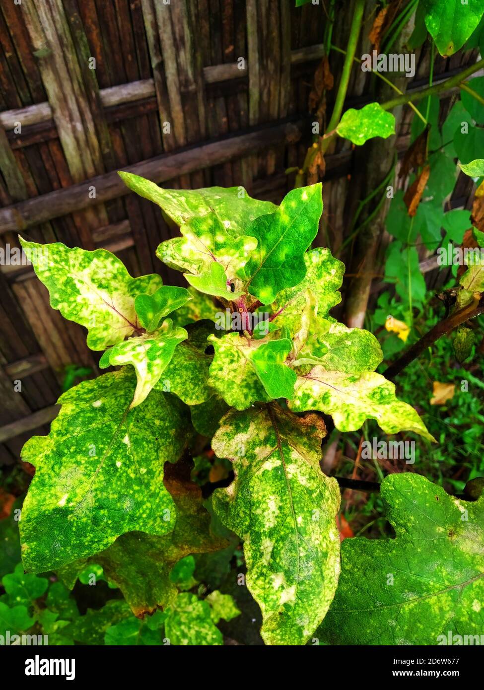 Tobacco Mosaic Virus effected eggplant, also known as brinjal in India Stock Photo