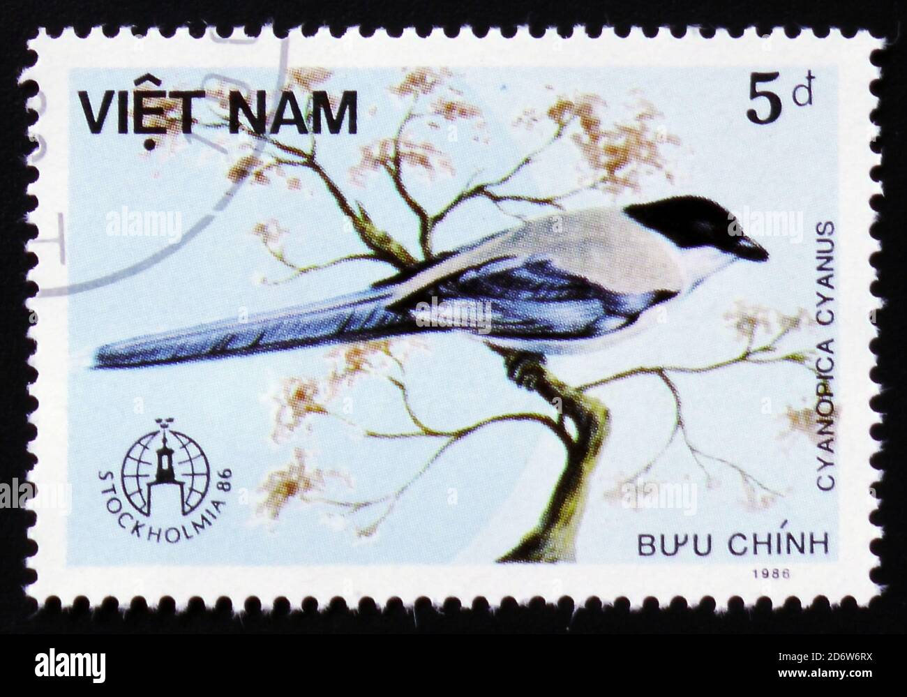 MOSCOW, RUSSIA - FEBRUARY 12, 2017: A stamp printed in Vietnam shows Cyanopica cyanus or azure-winged magpie, series devoted to the birds, circa 1986 Stock Photo