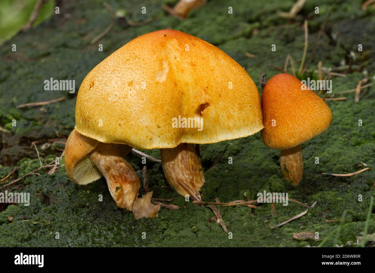 Scaly rustgill mushrooms growing on a rotting tree trunk, covered with moss and algae Stock Photo