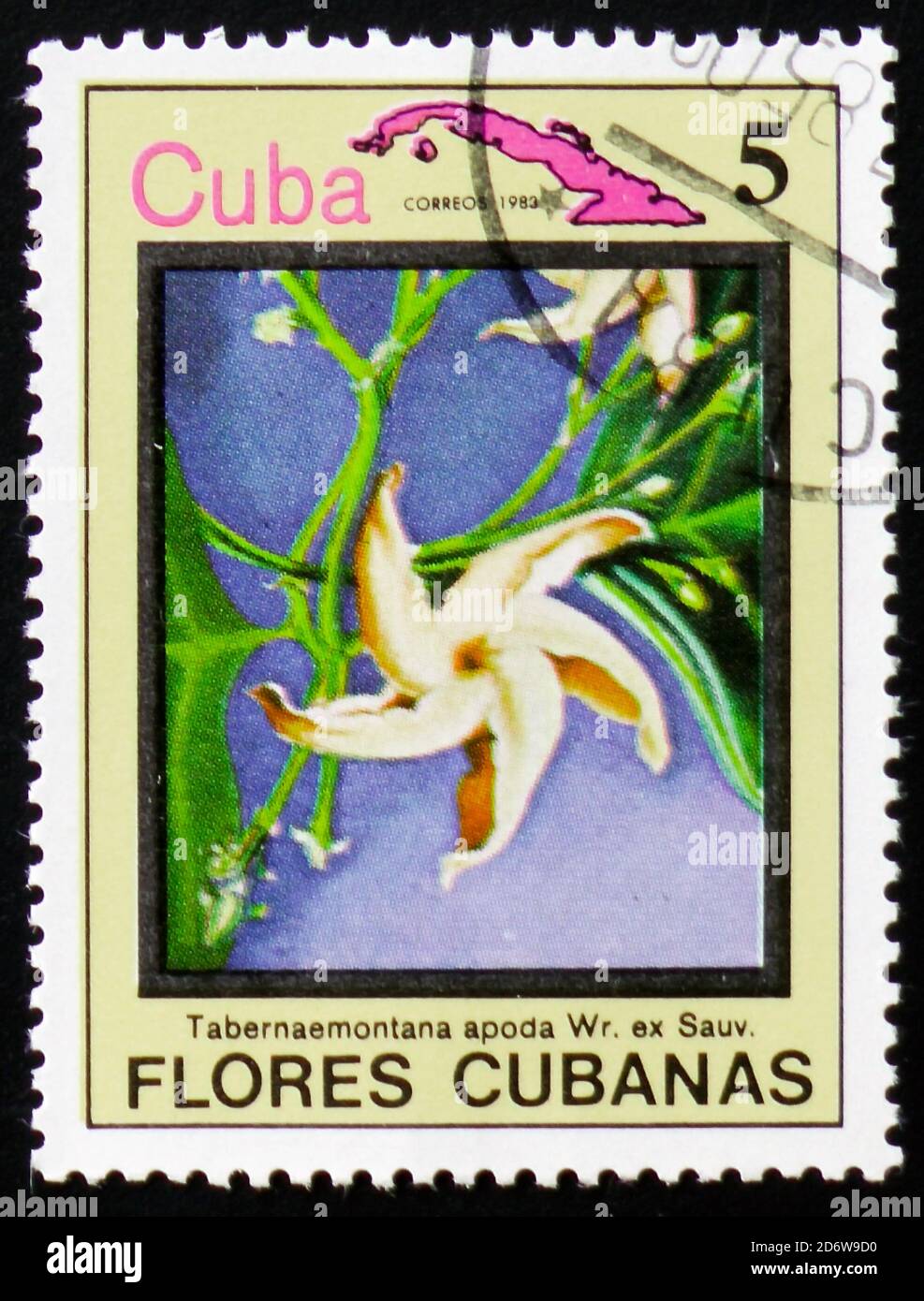 MOSCOW, RUSSIA - FEBRUARY 12, 2017: A stamp printed in Cuba shows Tabernaemontana apoda and map of Cuba, serie Flowers of Cuba, circa 1983 Stock Photo