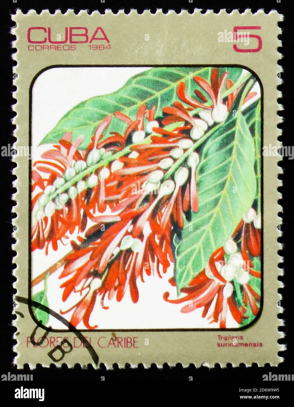 MOSCOW, RUSSIA - FEBRUARY 12, 2017: A stamp printed in Cuba shows Triplaris surinamensis, series of images 'Flowers of Carib', circa 1984 Stock Photo