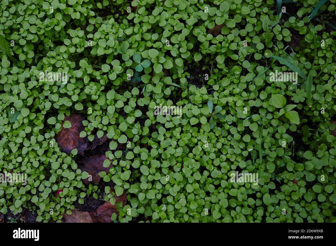 Chickweed, Stellaria media plant in the garden. The plants are annual and with weak slender stems. Stock Photo