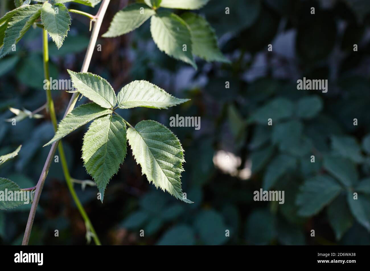 Abstract image of blackberry leaves in the garden. Selective focus, blurred background Stock Photo
