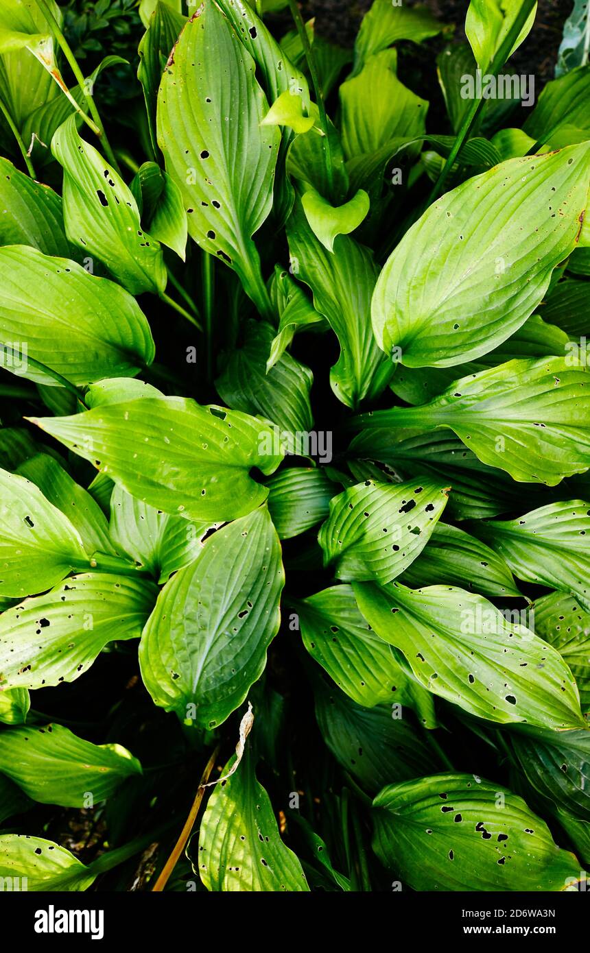 Beautiful Hosta leaves background. Hosta - an ornamental plant for landscaping park and garden design. Family name Asparagaceae, Scientific name Hosta Stock Photo