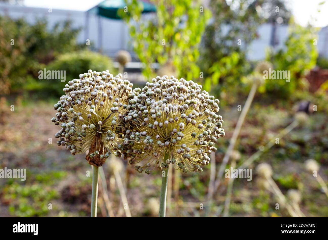 Blooming onion or garlic flower. Onion flower heads on vegetable garden. Garlic flower buds Stock Photo