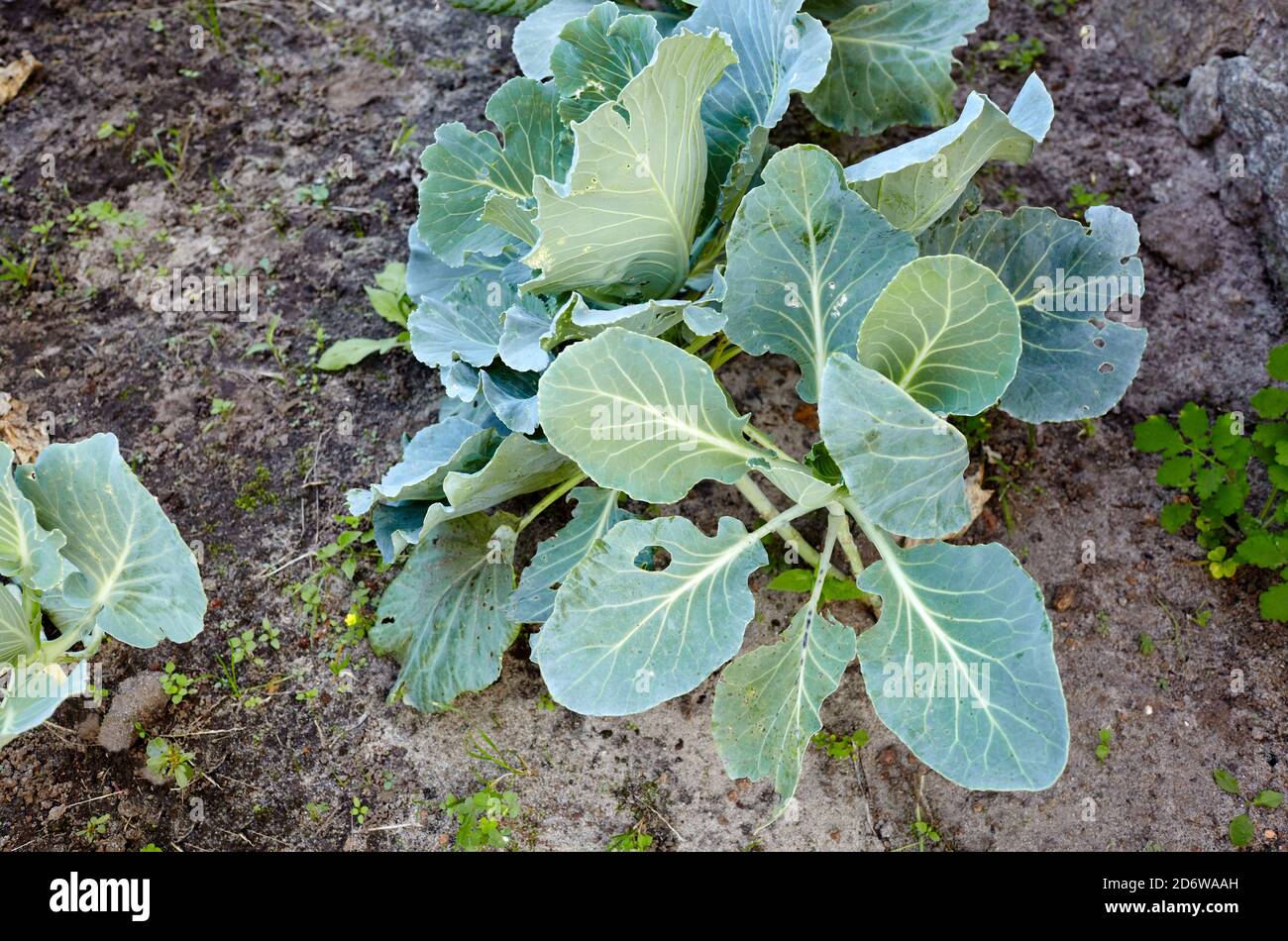Cabbage growing in home vegetable garden. Fresh cabbage in the agricultural farm Stock Photo