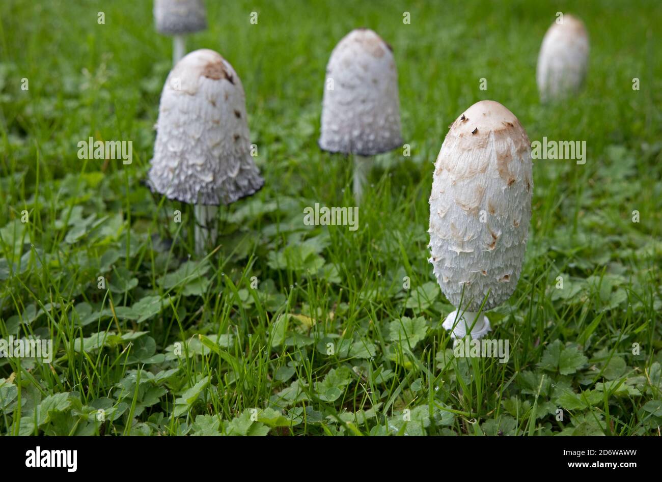 Shaggy Inkcap fungi Coprinus comatus at edible stage in meadow Cotswolds UK Also known as Judges wig or Lawyers wig and as it matures it produces ink. Stock Photo