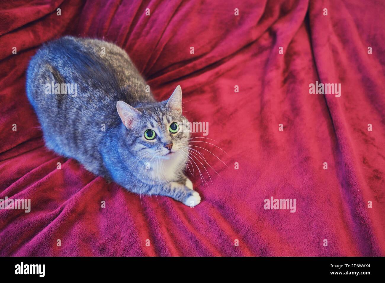 A scared cat on a red bed looks plaintively with big green eyes, copy space for text Stock Photo
