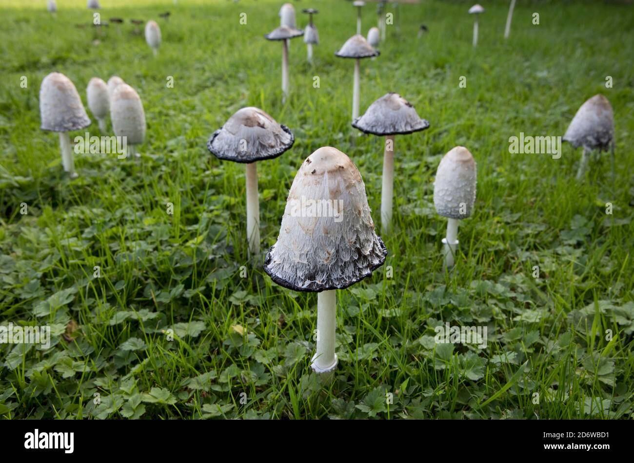 Shaggy Inkcap fungi Coprinus comatus at later stage in meadow Cotswolds UK Also known as Judges wig or Lawyers wig and as it matures it produces ink. Stock Photo