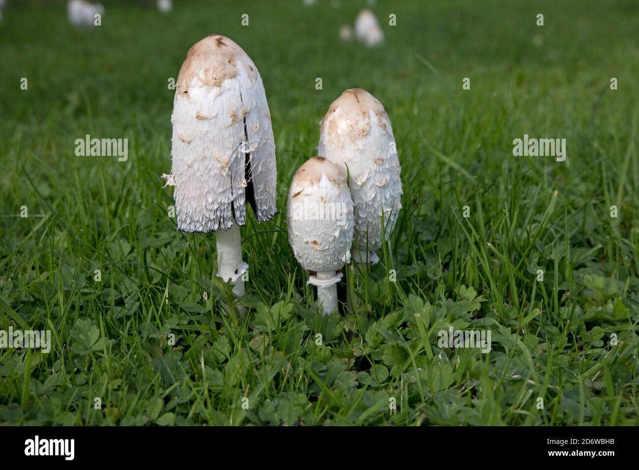 Shaggy Inkcap fungi Coprinus comatus at later stage in meadow Cotswolds UK Also known as Judges wig or Lawyers wig and as it matures it produces ink. Stock Photo
