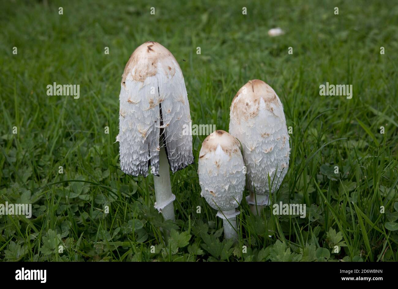 Shaggy Inkcap fungi Coprinus comatus at later stage in meadow Cotswolds UK Also known as Judges wig or Lawyers wig and as it matures it produces ink. Stock Photo