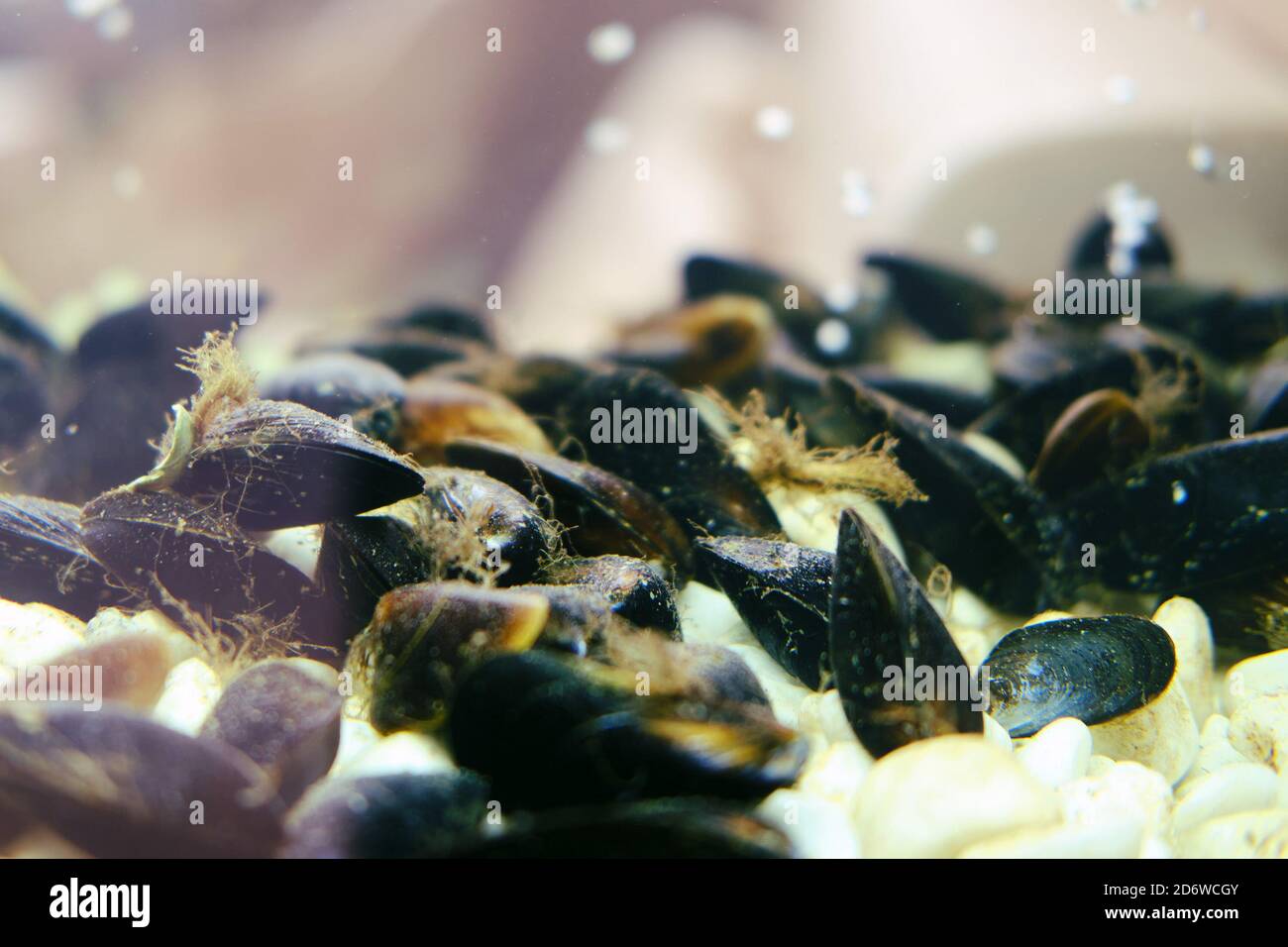 Live mussels in the restaurant's aquarium. Mollusk shells in an