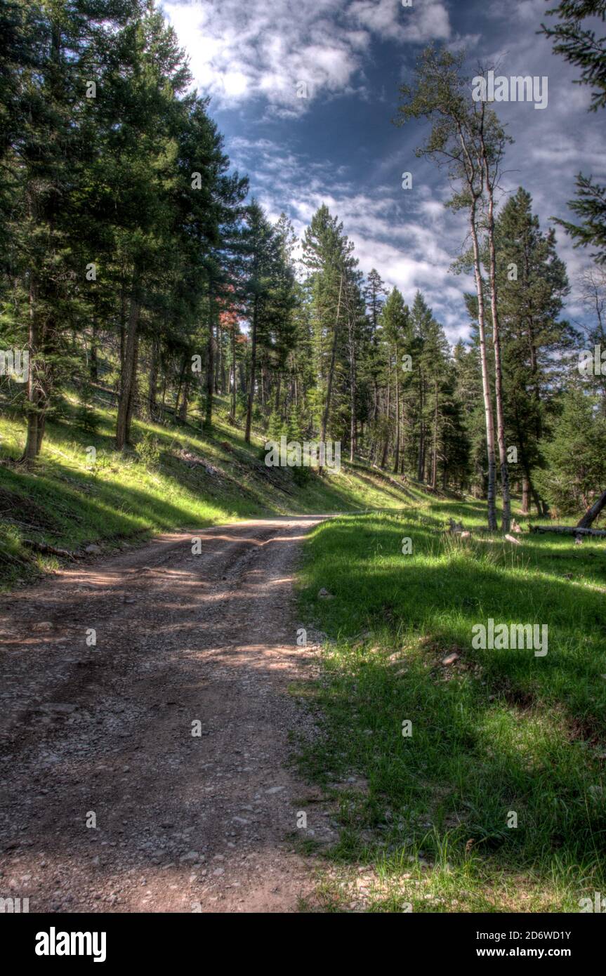 A Forest Service road in Lincoln National Forest outside Cloudcroft, New Mexico. Stock Photo