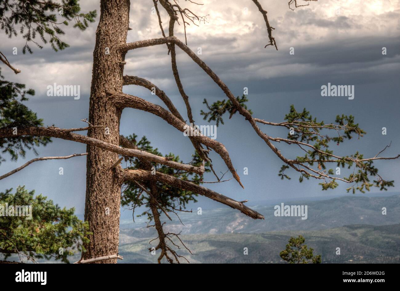 A Ponderosa Pine, Pinus ponderosa, at Haynes Canyon Vista Observation Site near Cloudcroft, New Mexico. Stock Photo