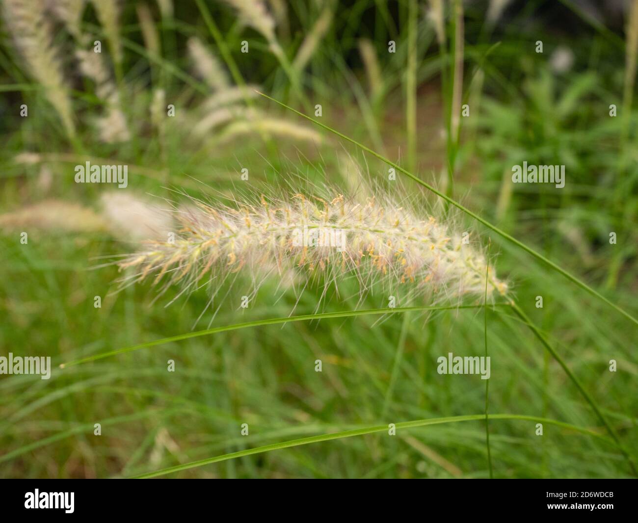 Crimson Fountaingrass (Cenchrus setaceus) is a Wheat-Like Flower Stock Photo