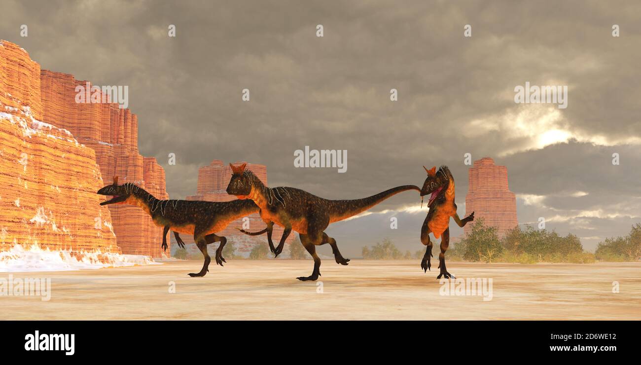 Cryolophosaurus Dinosaur Desert - A pack of Cryolophosaurus theropod dinosaurs are on the desert trail of prey during the Jurassic Period. Stock Photo
