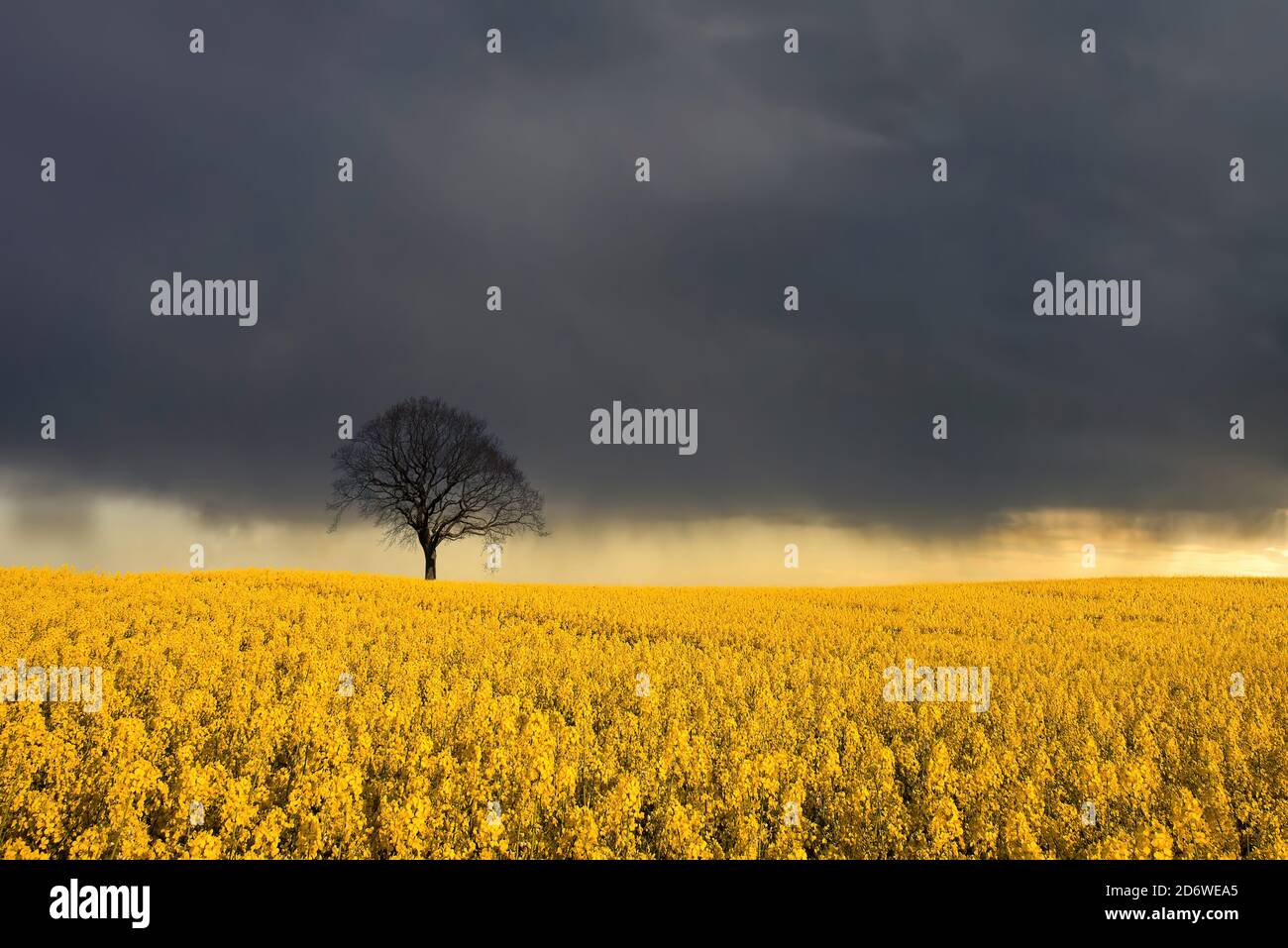 Solitary Oak Tree in Canola Field Stock Photo - Alamy