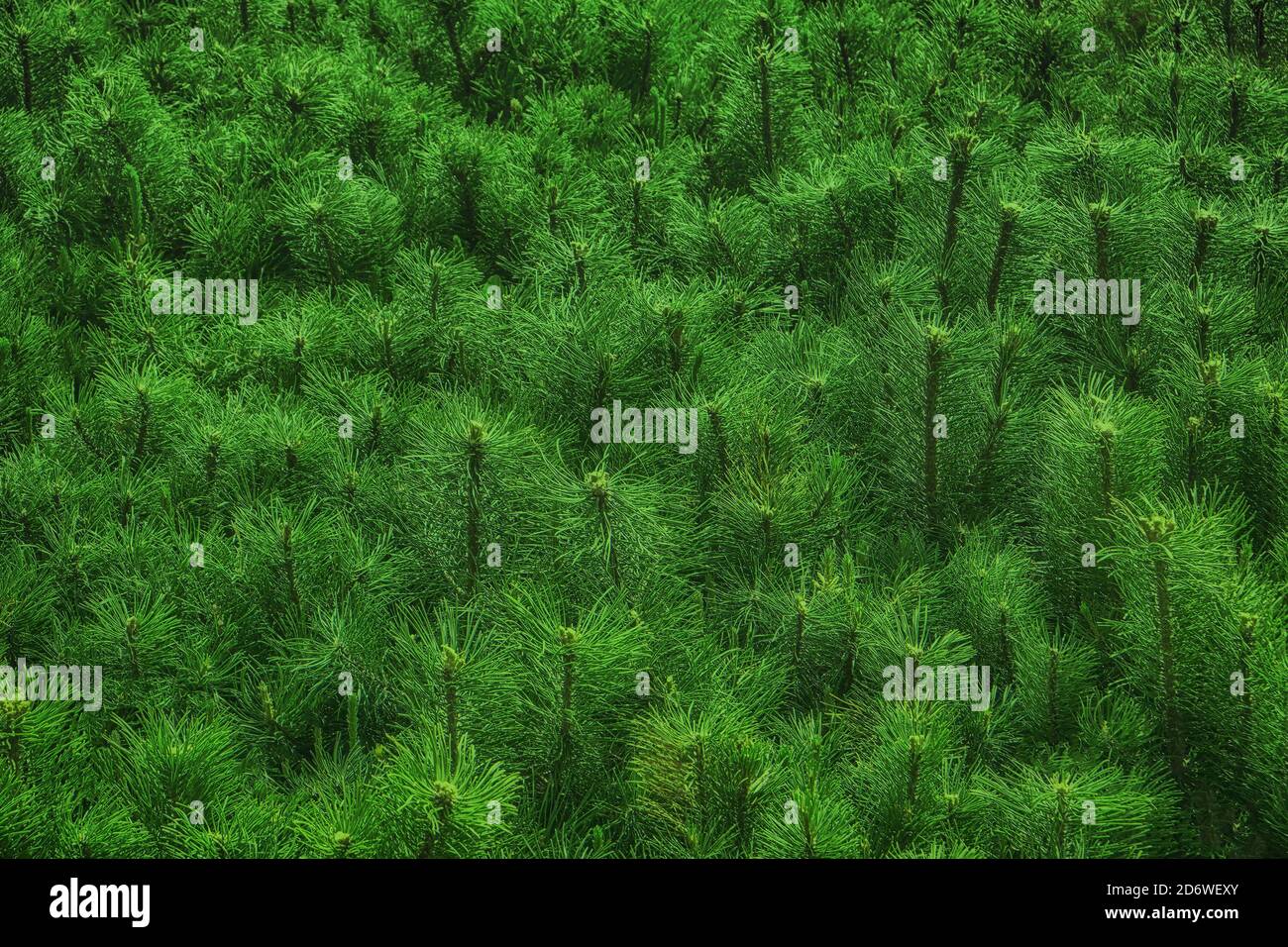 Picea bud twig conifer branch closeup needles spring hi-res stock ...