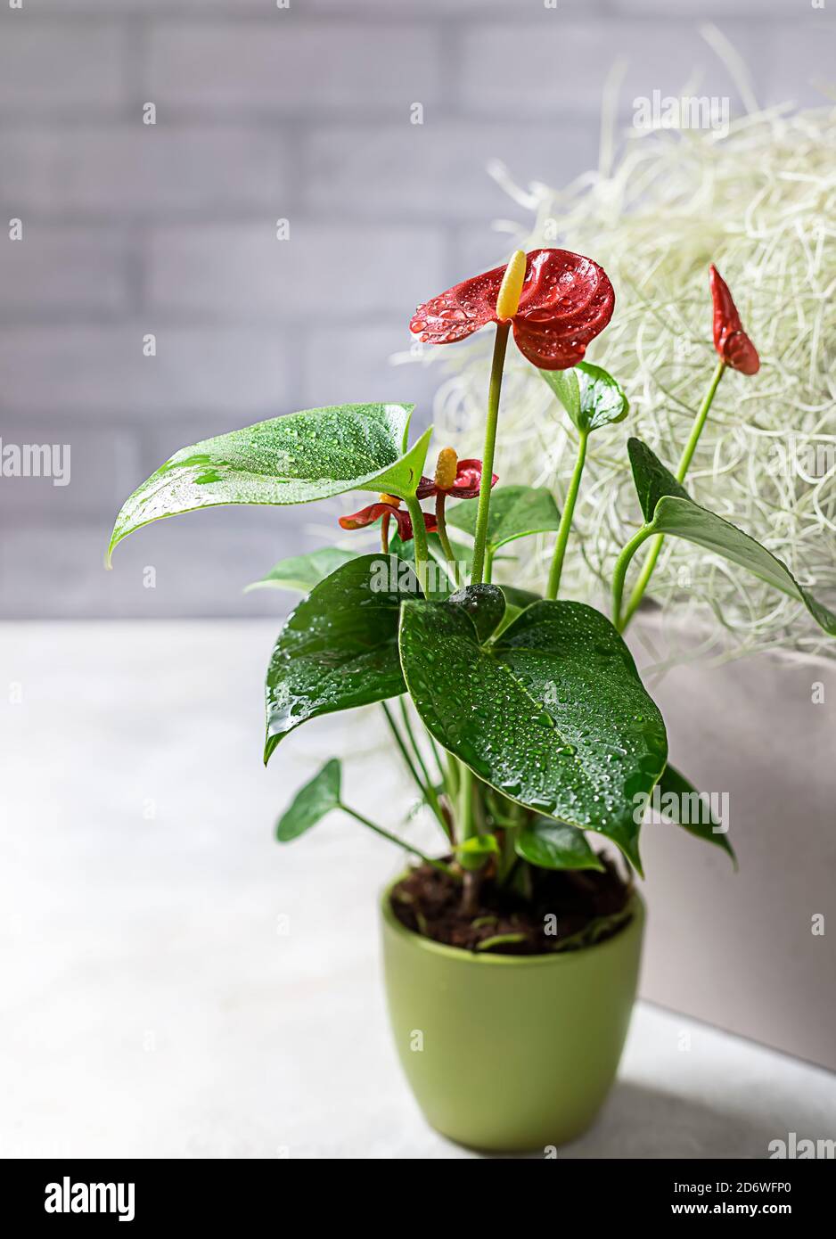 House plant red Anthurium in a pot on a wooden table. Anthurium andreanum. Flower Flamingo flowers or Anthurium andraeanum symbolize hospitality. Stock Photo