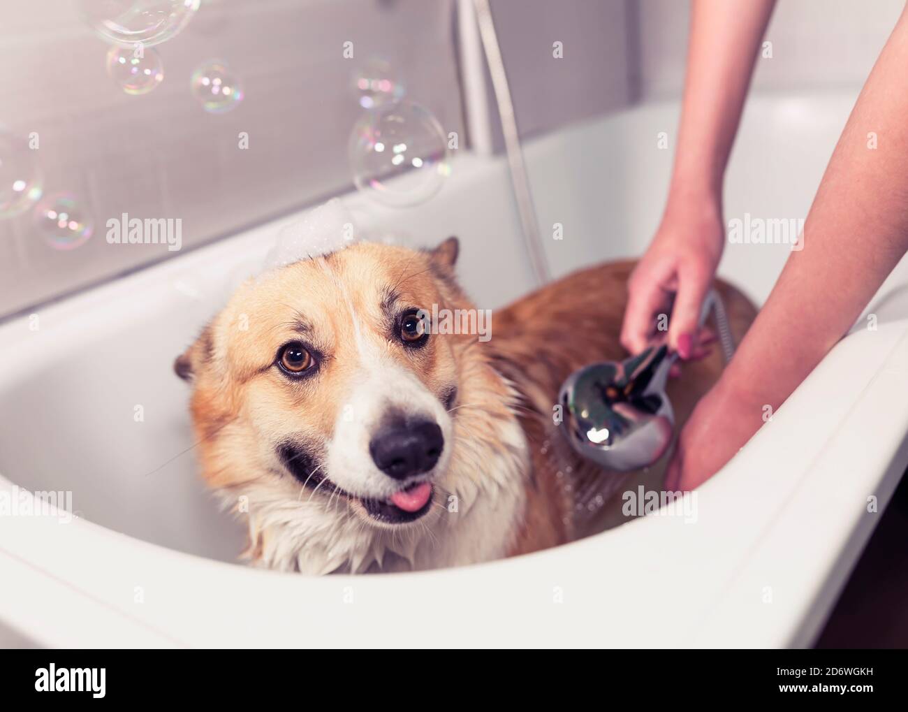 hands wash puppy dog with big ears in the bathroom with foam and