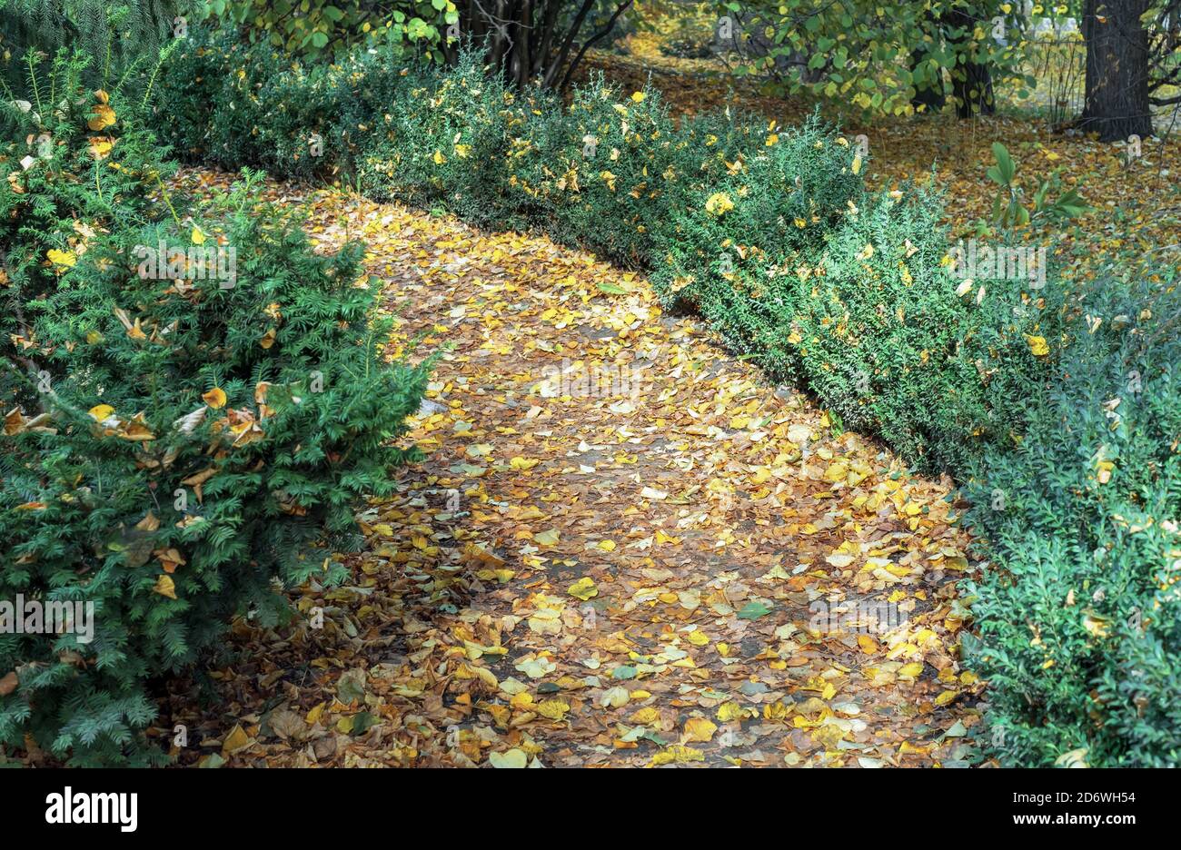 Walking path covered with yellow leaves in an autumn park Stock Photo ...