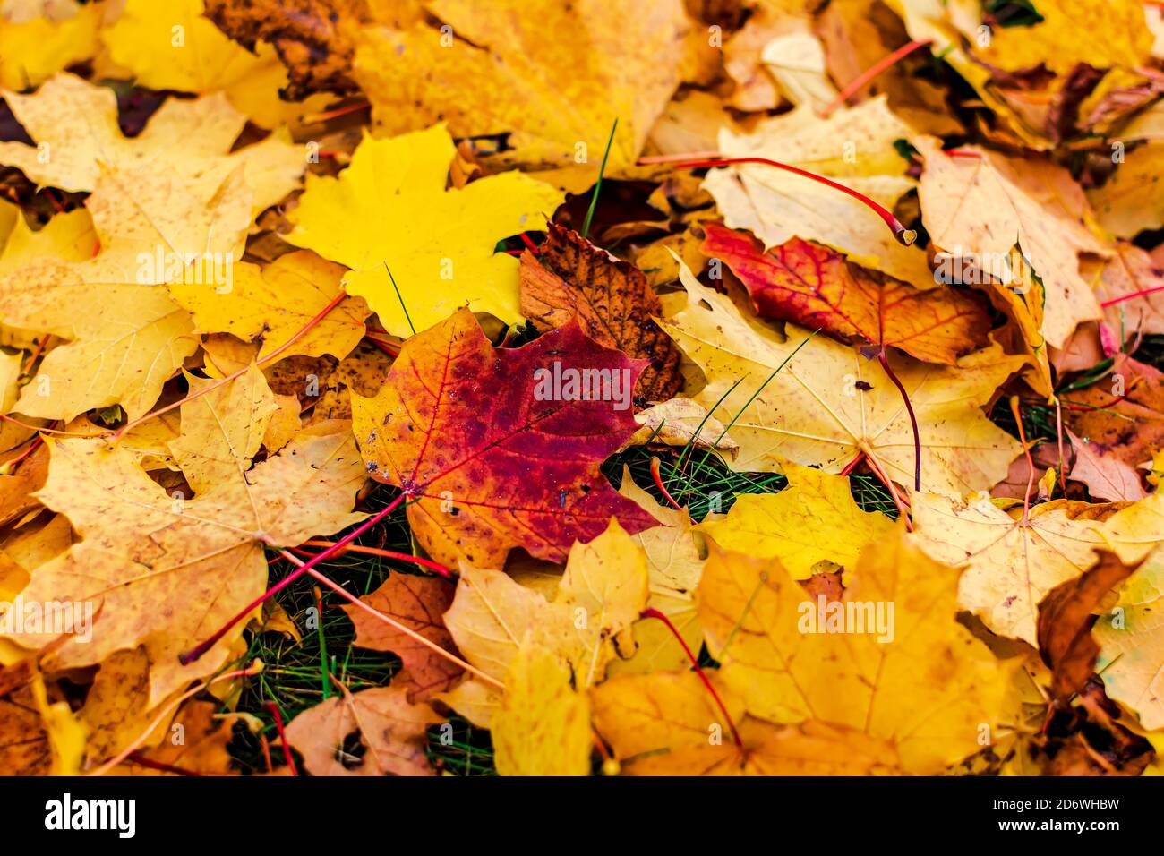 Orange and yellow maple leaves hi-res stock photography and images - Alamy