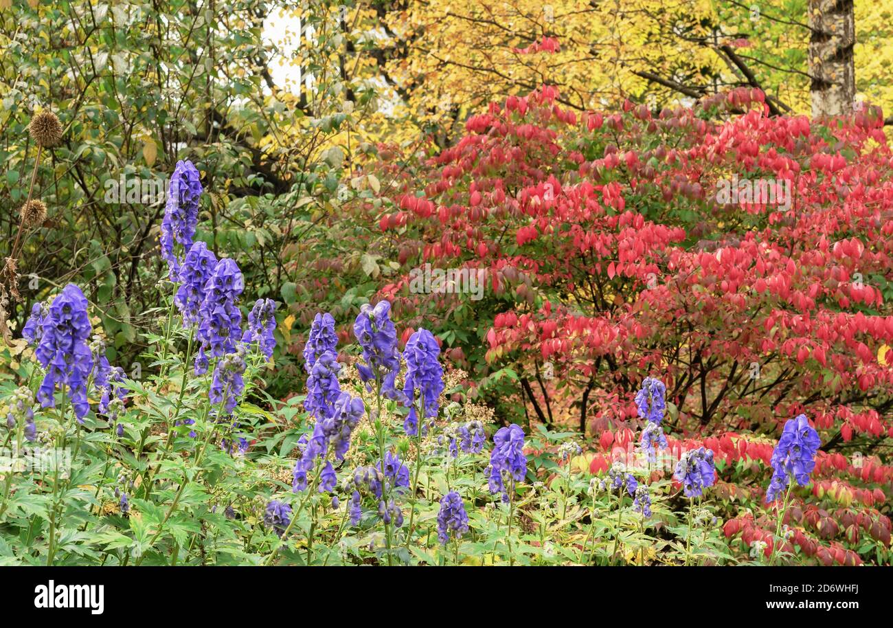 Purple flowers of Aconitum napellus Newry Blue in an autumn garden. Stock Photo