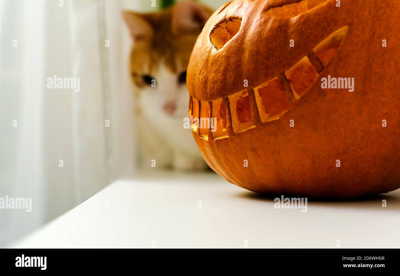 The Cheshire Cat shape carved Halloween pumpkin on window sill Stock Photo