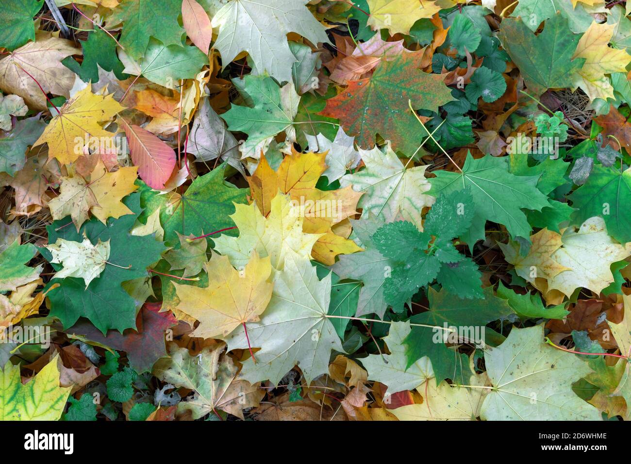 Multi-colored maple leaves. Background with autumn leaves. Stock Photo