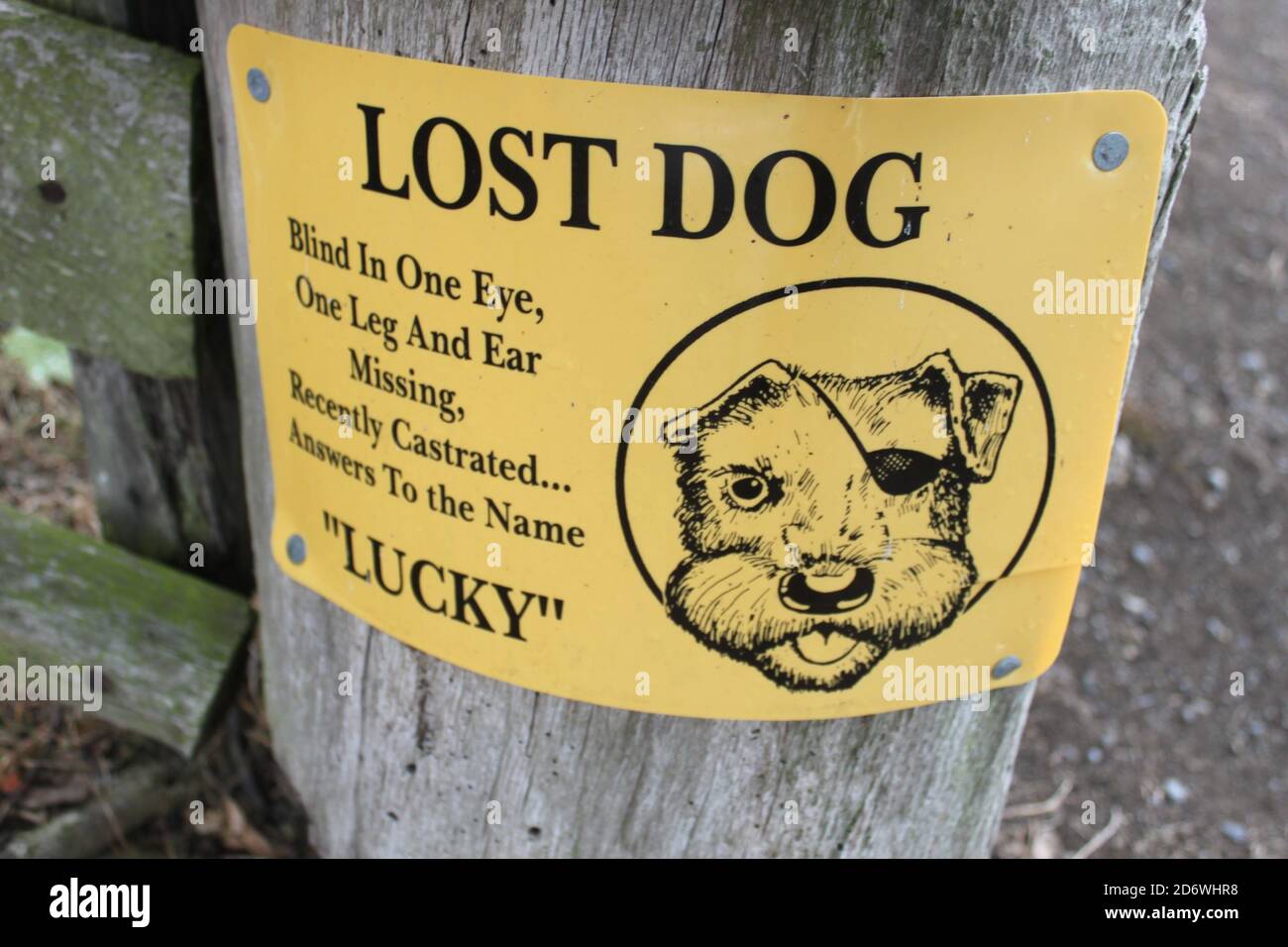 Lost dog store funny