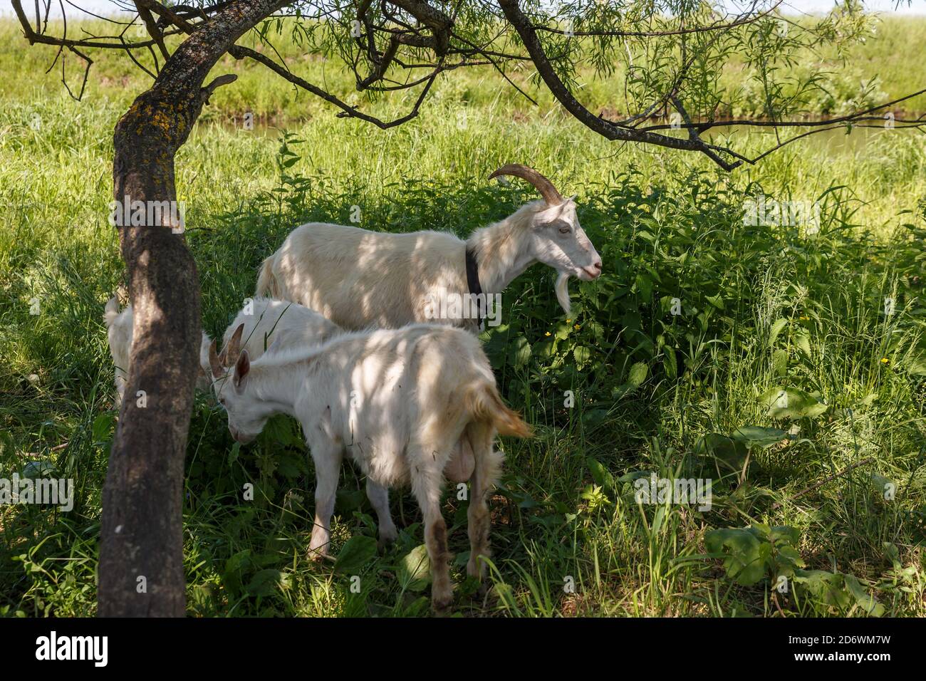 A goat with two kids stands in the shade of a tree by the river. Goats ...