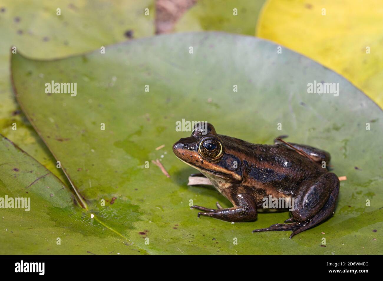 Carpenter frog in a pine barrens cranberry bog - Lithobates virgatipes Stock Photo