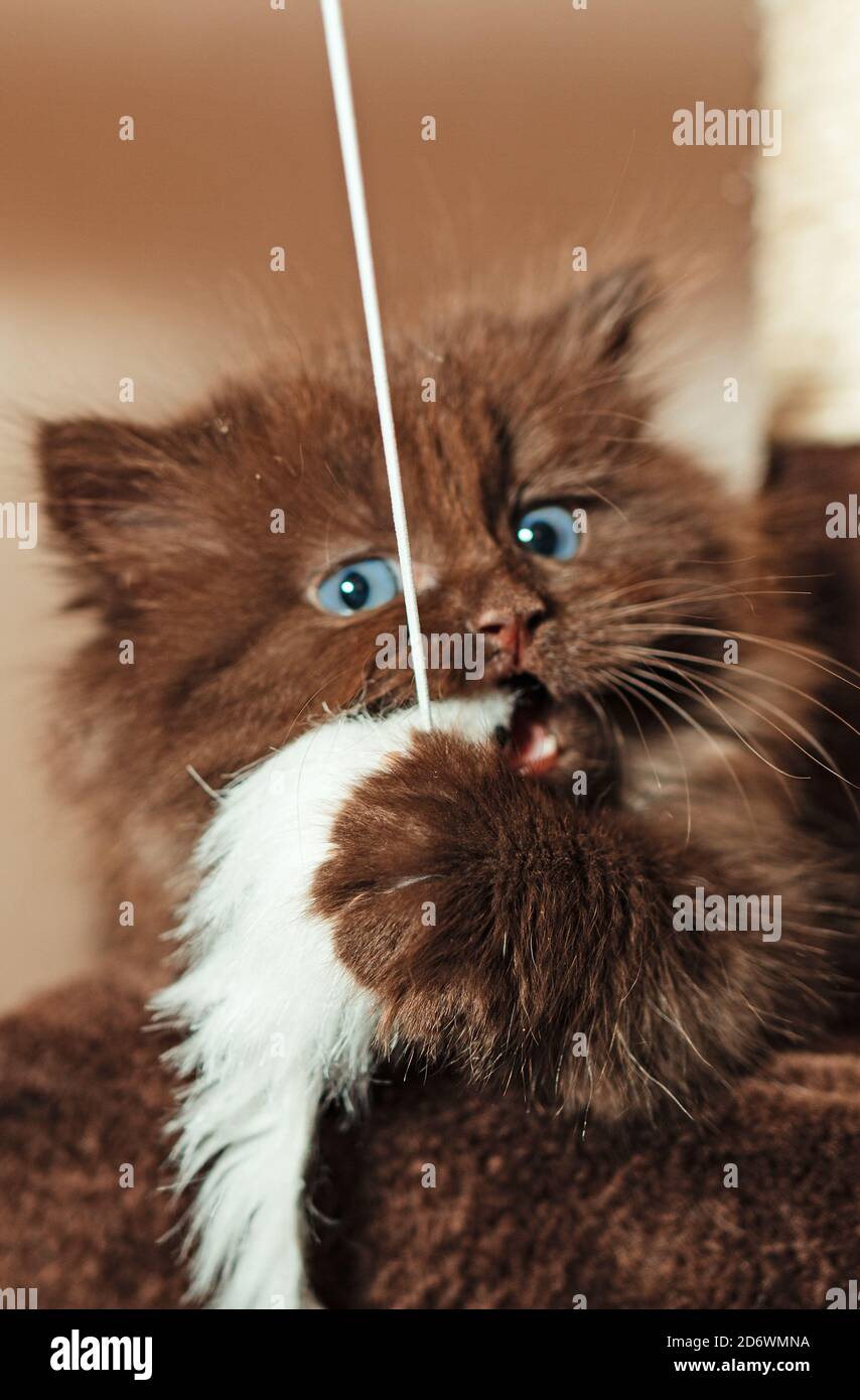 Little cute two month old kitten plays with a toy. Stock Photo