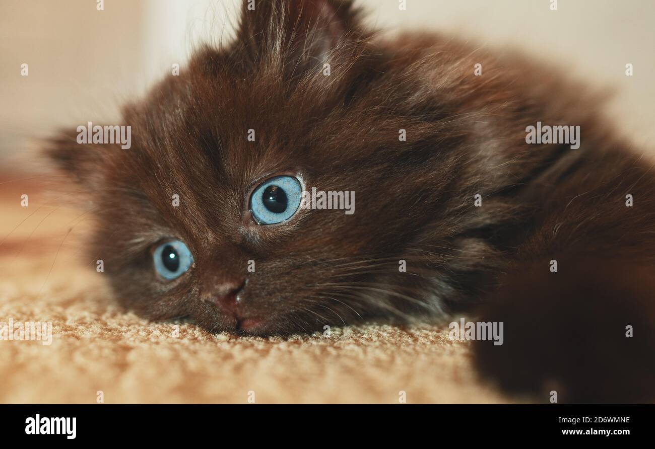 Little cute two month old kitten. Scottish Fold. Stock Photo