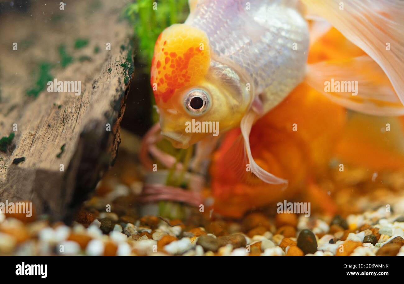 Goldfish in aquarium with plants and stones. Stock Photo