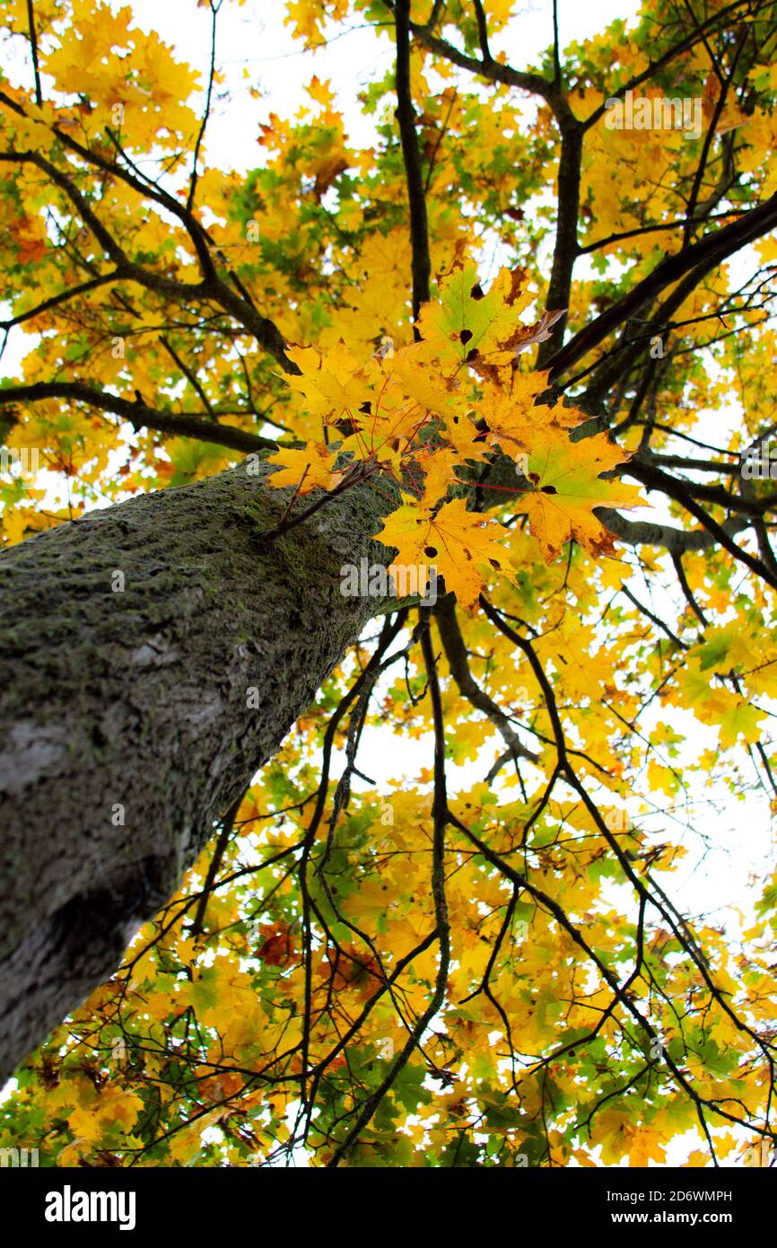 Maple tree with bright orange leaves in an autumn park against the blue ...