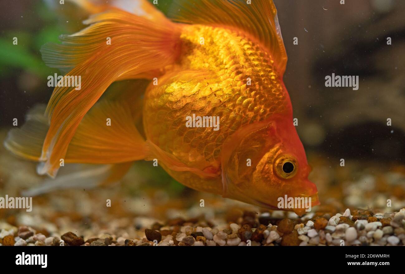 Goldfish in aquarium with plants and stones. Eating rocks. Stock Photo