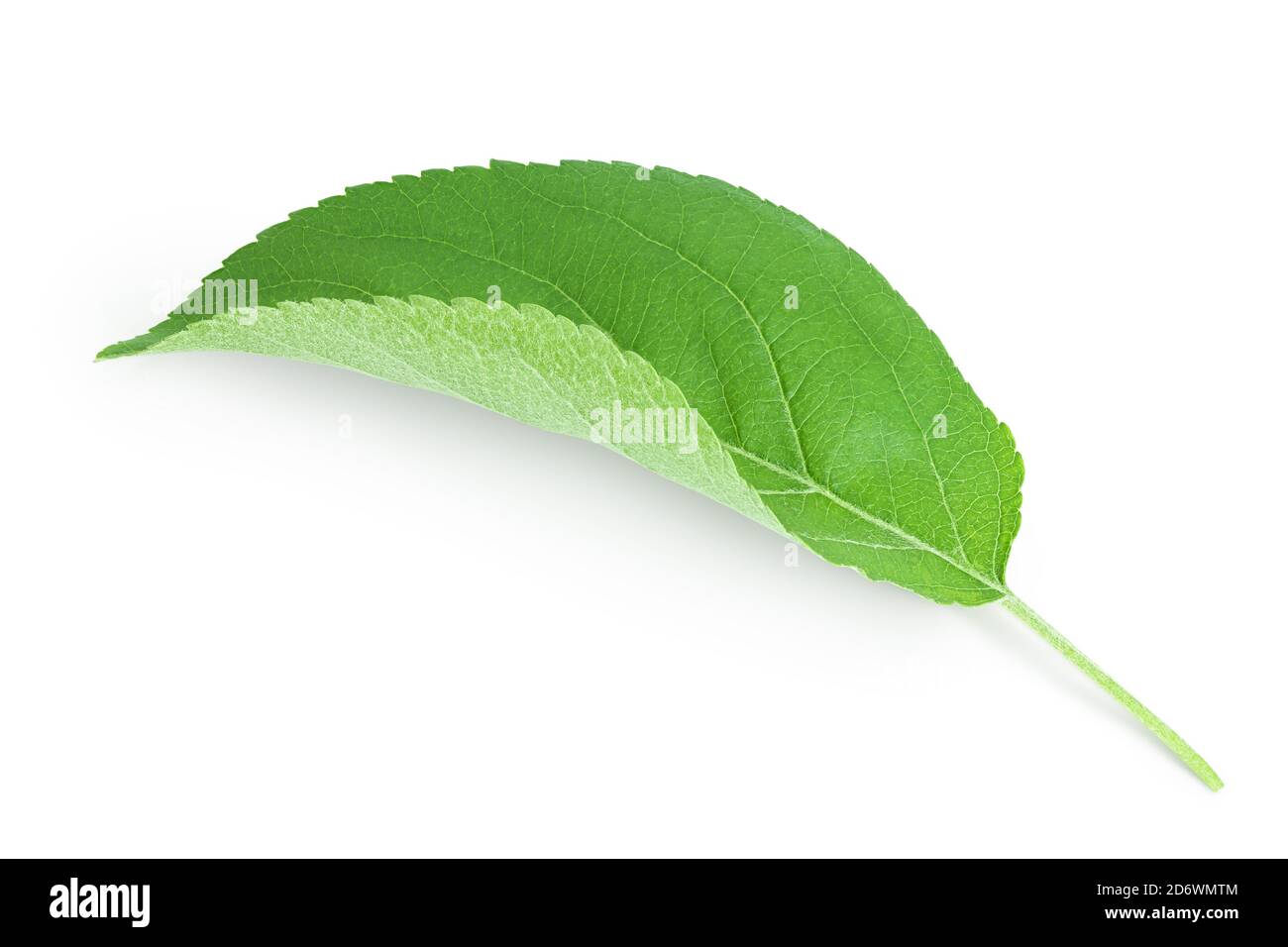 Apple leaf isolated on white background with clipping path Stock Photo ...