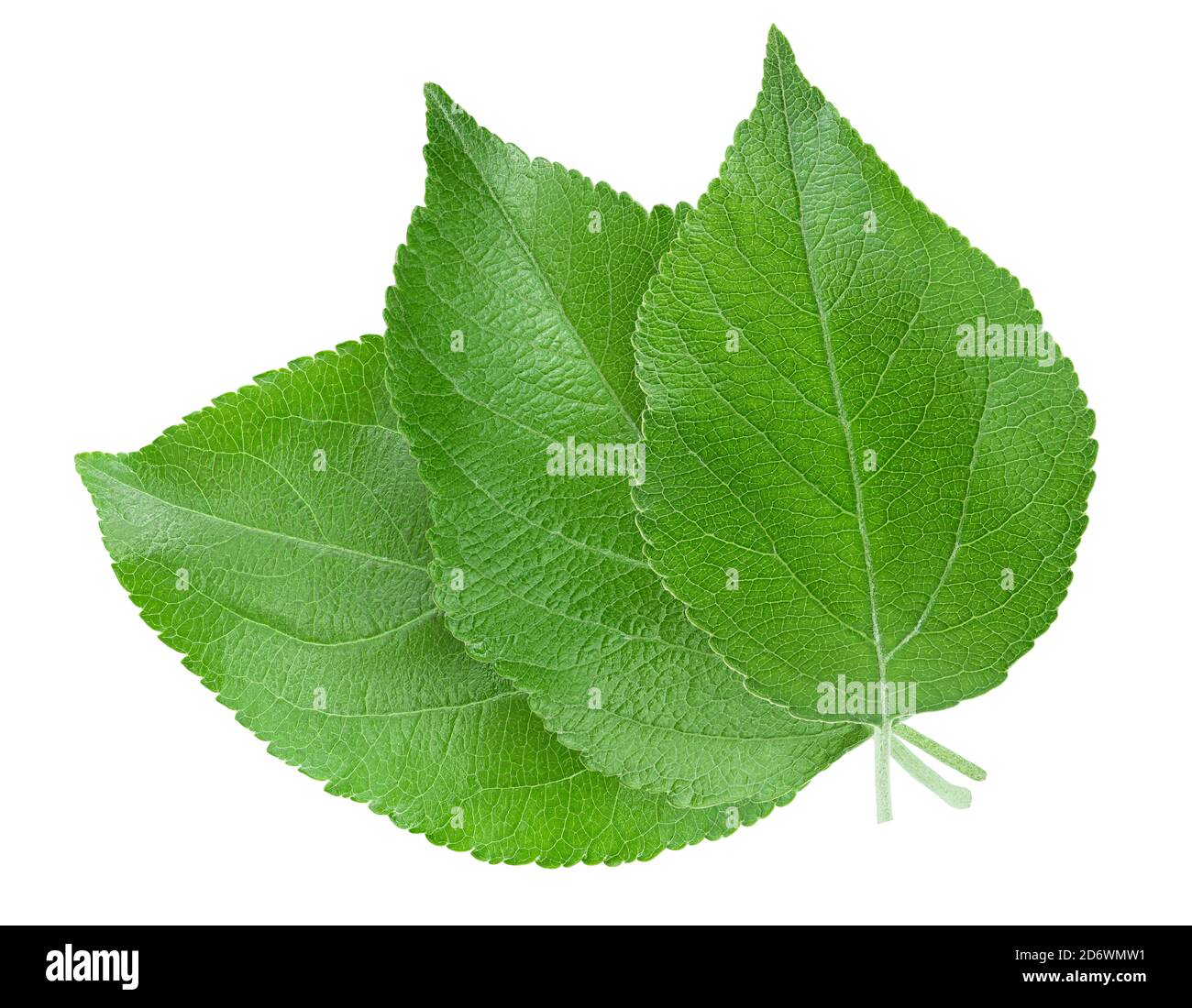 Apple leaf isolated on white background with clipping path Stock Photo ...
