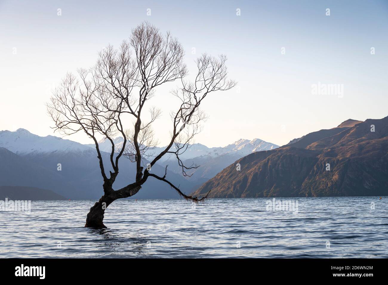 Famous tree in lake at Wanaka, Central Otago, South Island, New Zealand Stock Photo