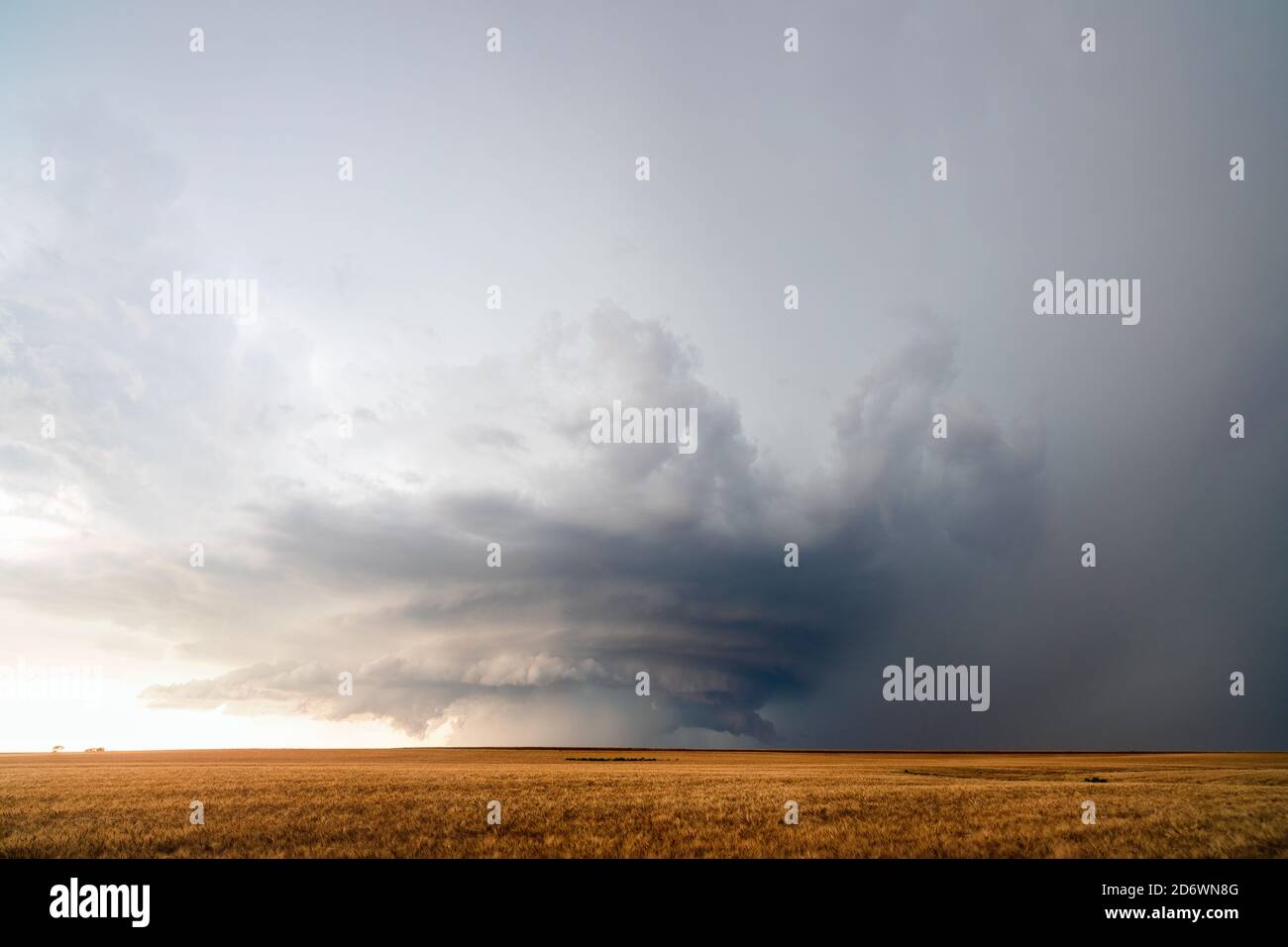 Dramatic storm clouds and supercell thunderstorm over a wheat field near Hanston, Kansas Stock Photo