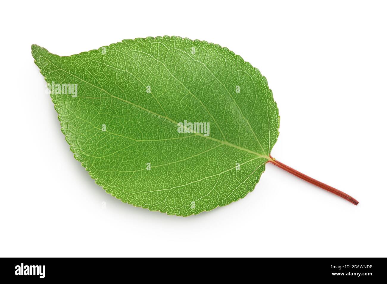 apricot leaf isolated on a white background with clipping path and full depth of field. Top view. Flat lay Stock Photo