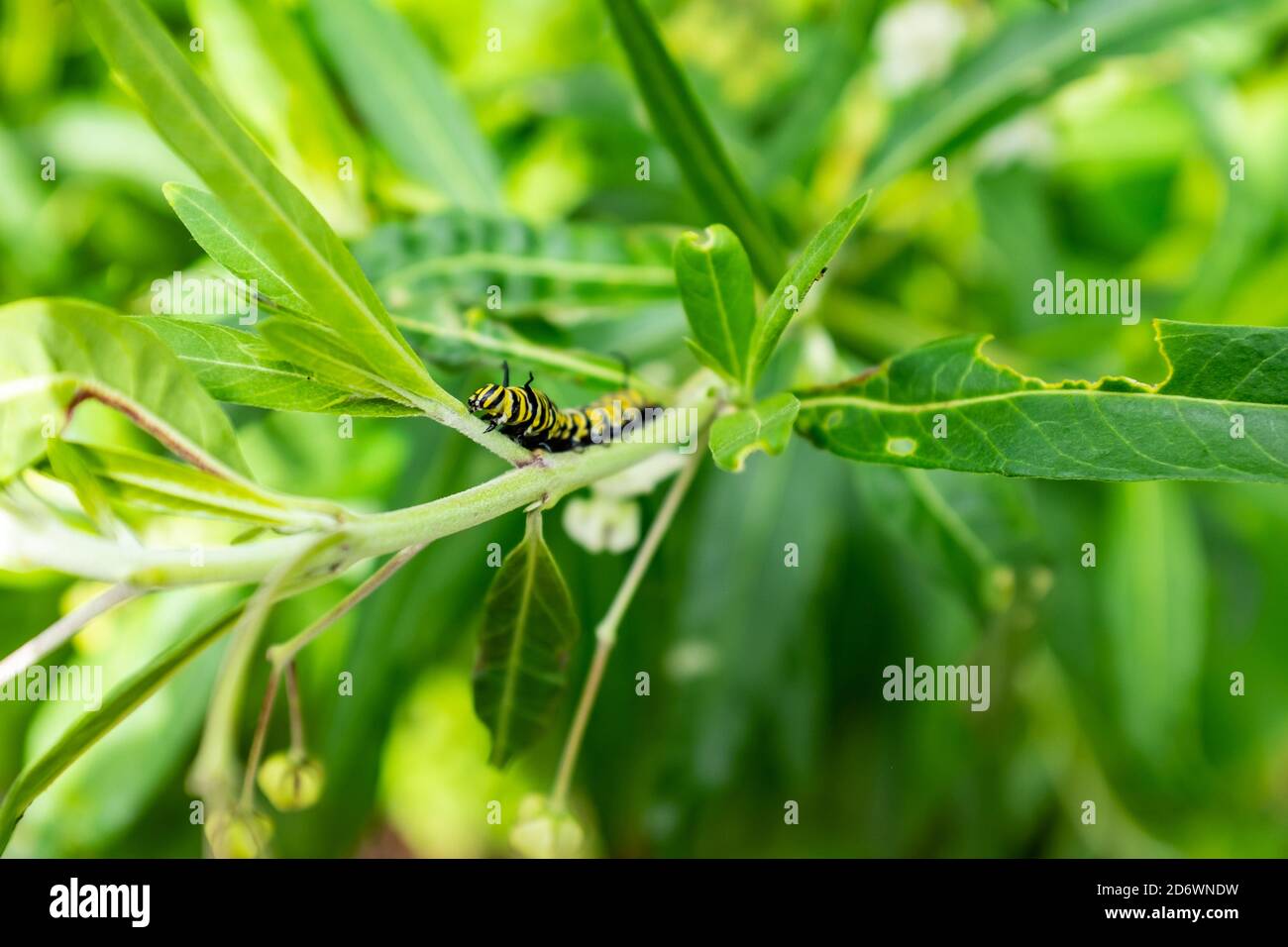 Monarch Butterfly Caterpillar Eating Milkweed Plant Stock Photo Alamy