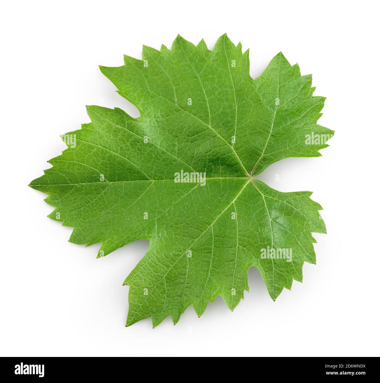 Grape leaf isolated on white background with clipping path and full ...