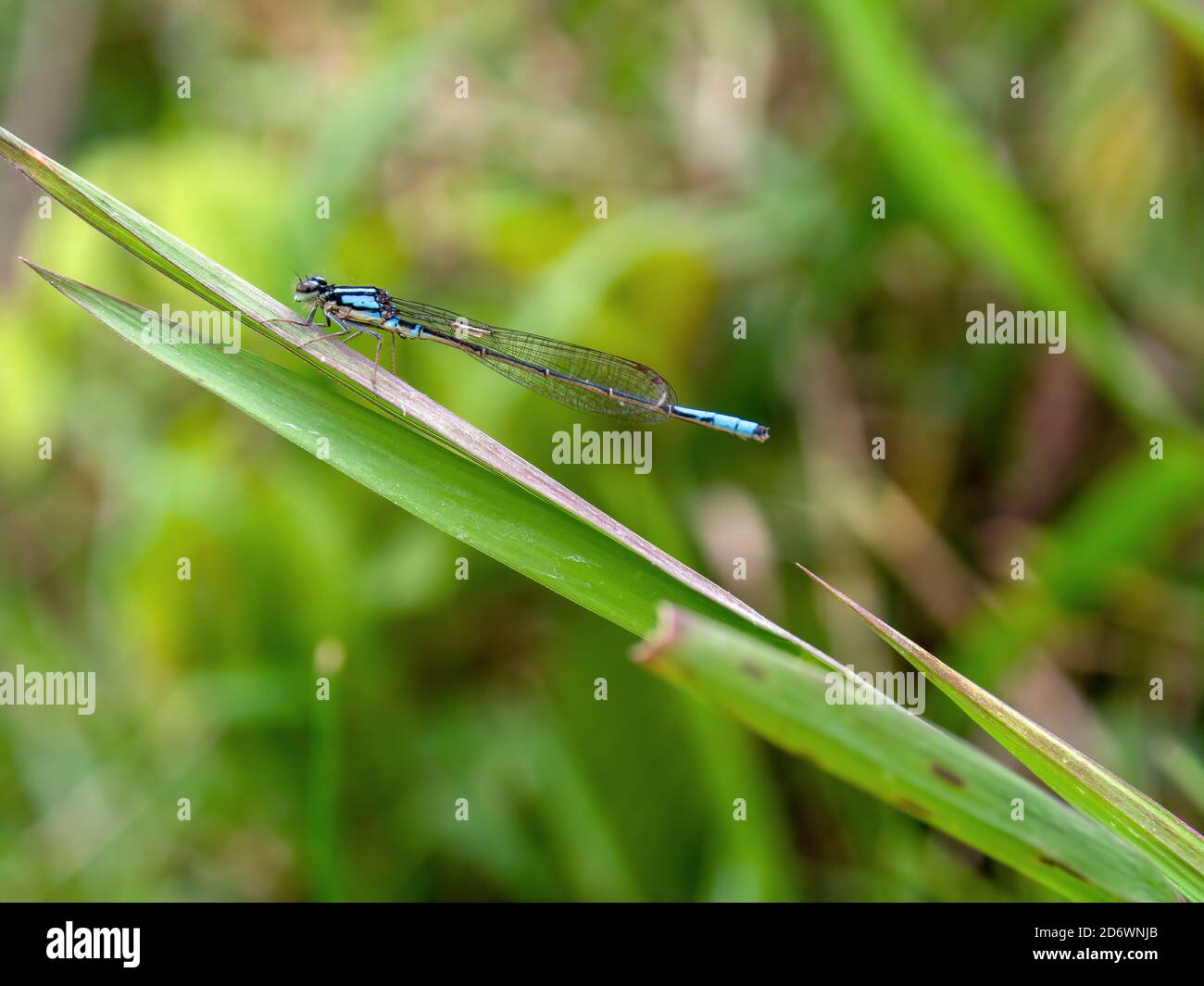 Macrophotography of a common blue damselfly on a spade of grass ...